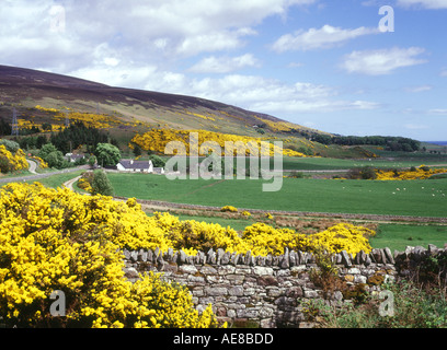 dh Ulex europaeus LOTH SUTHERLAND SCOZIA giallo Scozia Gorse nord 500 strada fioritura cespuglio fiorito Foto Stock