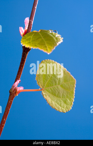 Gocce d'acqua sulla nuova foglia di Katsura Tree "Cercidiphyllum japonicum" Foto Stock