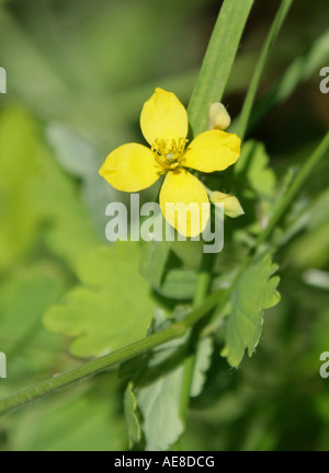 Maggiore Celandine o Tetterwort, Chelidonium majus, Papaveraceae Foto Stock