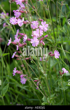 Red Campion, rosa pallido variazione x con S. alba, Silene dioica, Caryophyllaceae Foto Stock