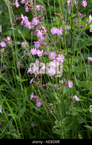 Red Campion, rosa pallido variazione x con S. alba, Silene dioica, Caryophyllaceae Foto Stock