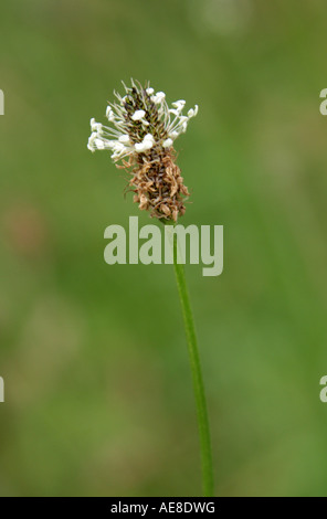 Plantain di Ribwort, Plantago lanceolata, Plantaginaceae Foto Stock