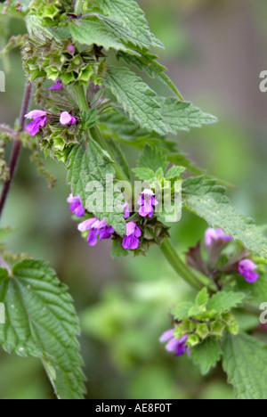 Marrubio nero Ballota nigra Lamiaceae Foto Stock