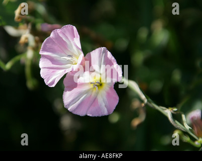 Campo Centinodia Convolvulus Convolvulaceae arvense Foto Stock