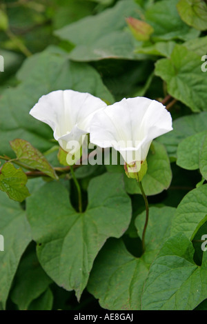 Siepe Bindweed, Calistegia sepium, Convolvulaceae Foto Stock