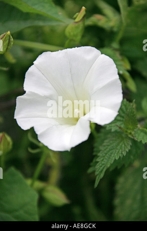 Siepe Bindweed, Calistegia sepium, Convolvulaceae Foto Stock