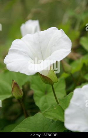 Siepe Bindweed, Calistegia sepium, Convolvulaceae Foto Stock