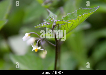 Nightshade nera, Solanum nigrum, Solanaceae Foto Stock
