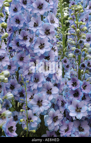 Delphinium Blue Dawn elatum closeup macro di fiori blu Foto Stock