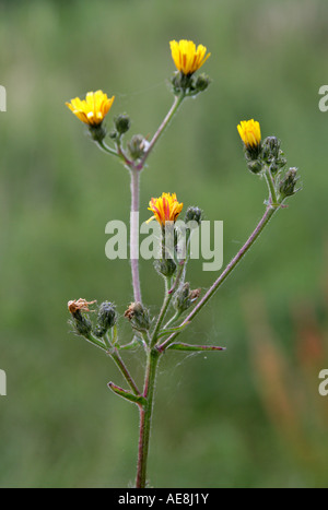 Hawksbeard liscio, Crepis capillaris, Compositae, Asteraceae Foto Stock