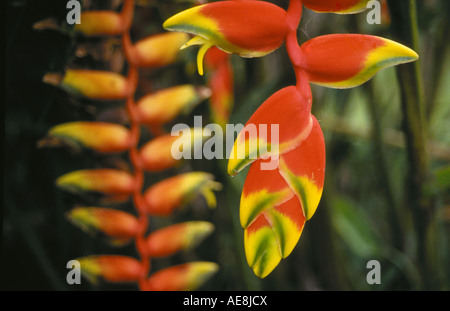 Un artiglio di aragosta heliconia crescente selvatici in una foresta di pioggia nel Parco Nazionale di Corcovado, Costa Rica. Foto Stock