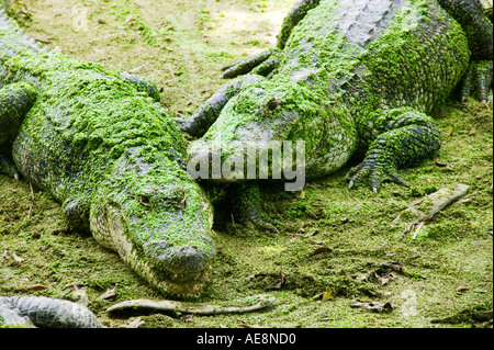Due alligatori Florida Foto Stock