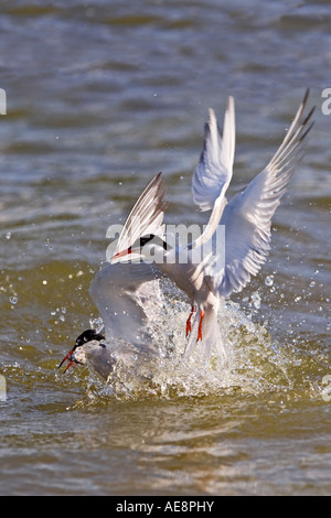 Common Tern Sterna hirundo scrematura di acqua per la cattura di pesce priory park Bedford Bedfordshire Foto Stock