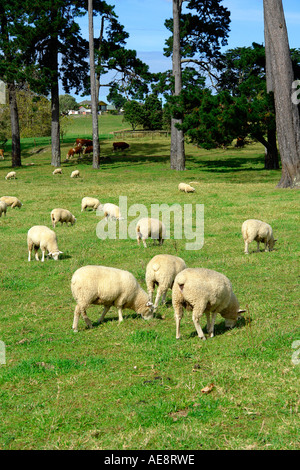 Pecore in un parco urbano farm, Cornwall Park, Auckland, Nuova Zelanda Foto Stock