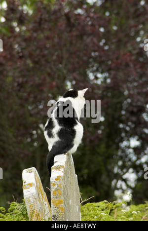 Bianco e nero gatto appollaiato su una pietra tombale. Foto Stock