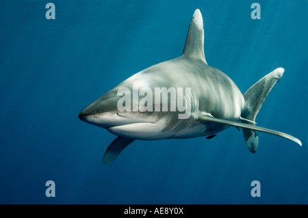 Ampia angolazione della Oceanic white tip shark avvicinando la fotocamera molto vicino. Foto Stock