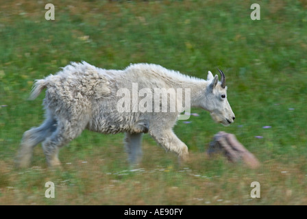 Un giovane montagna rocciosa capra corre per essere con sua madre in un prato di Logan pass, il Glacier National Park Montana Foto Stock