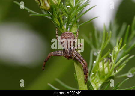 Si tratta di un ragno granchio (probabilmente xysticus cristatus) seduto su un impianto. Foto Stock