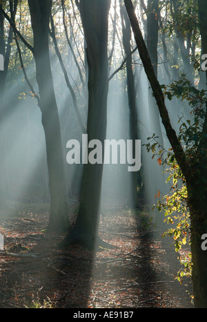 luce del sole attraverso alberi di bosco, norfolk, inghilterra Foto Stock