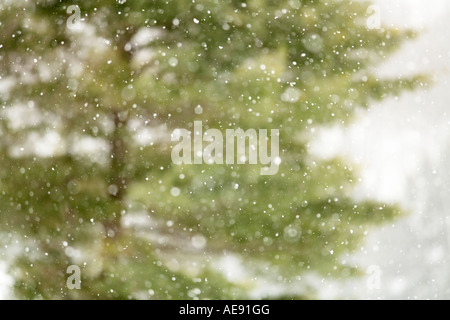 La caduta della neve a Killarney Provincial Park Ontario Canada Foto Stock