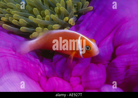 Una rosa, anemonefish Amphiprion perideraion, nuota vicino al suo host anemone di tentacoli urticante. Foto Stock