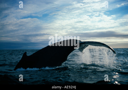 Baleine un bosse Megaptera novaeangliae humpaback whale Foto Stock