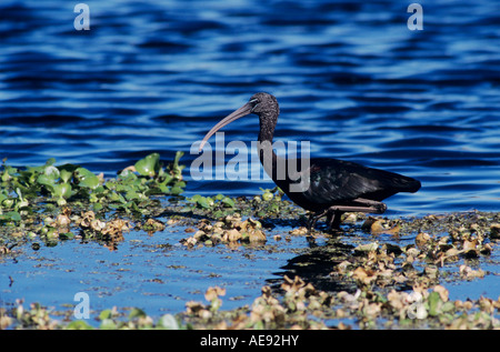 Di fronte bianco-Ibis Plegadis chihi adulto Myakka River State Park Florida USA Dezember 1998 Foto Stock