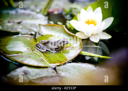 Una piccola rana siede su un lilypad in un laghetto in giardino Foto Stock