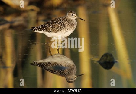 Wood Sandpiper Tringa glareola adulto Samos isola greca Grecia Maggio 2000 Foto Stock