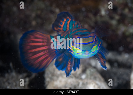 Un gioiello vivente, il pesce mandarino, Synchiropus splendidus è un promemoria della bellezza underwater nel Pacifico tropicale. Foto Stock