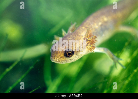 La testa e le branchie di comune o liscia Newt Triturus vulgaris nel Regno Unito e in Irlanda il tritone solo che vi si manifestano underwater Foto Stock