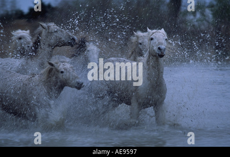 Cavalli Camargue in esecuzione in un mese di marzo Foto Stock