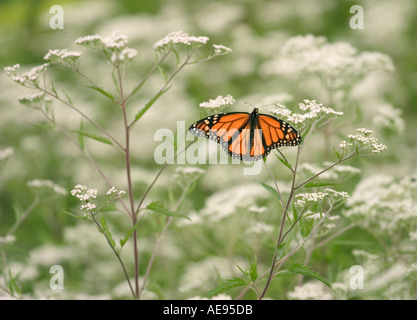 Farfalla monarca Danaus plexippus sui ritardi di boneset Eupatorium serotinum Wolf Road Prairie Illinois Foto Stock