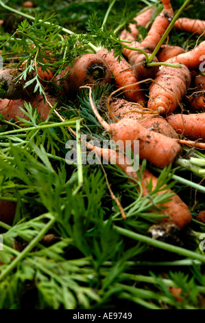 Pila di recente scavò le carote Foto Stock