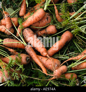 Pila di recente scavò le carote Foto Stock