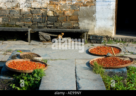 Kitten dietro essiccazione Peperoncino Rosso Likeng Huizhou antico villaggio di stile Wuyuan County Cina Foto Stock