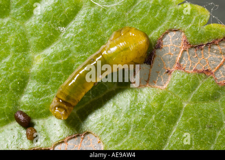 Pera slug sawfly Caliroa cerasi larve mangiano foglie di sloe potton bedfordshire Foto Stock