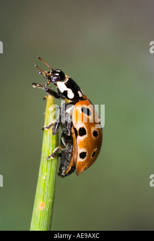 Eyed Coccinella ocellata Anatis su aghi di pino che mostra i contrassegni e dettaglio potton bedfordshire Foto Stock