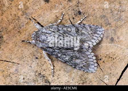 Il Platano (Acronicta aceris) a riposo sulle foglie che mostra i contrassegni e dettaglio potton bedfordshire Foto Stock