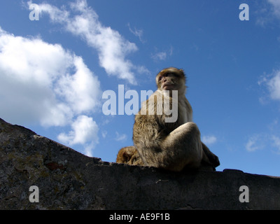 Gibilterra scimmie (Macaca sylvanus L), la Riserva Naturale della Rocca Superiore, Gibilterra, Europa Foto Stock