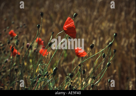 Poppies in un cornfield Foto Stock
