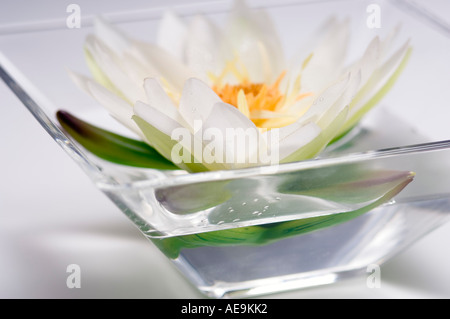 Acqua Giglio Fiore, close-up Foto Stock