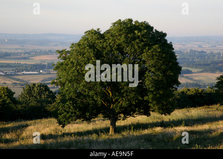 0224 Lone Tree sul South Downs Foto Stock