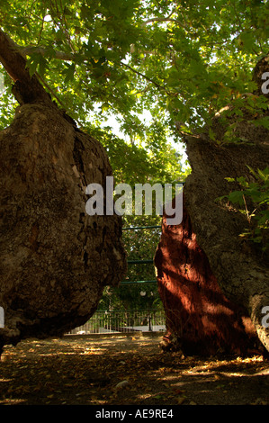 Il Platano di Ippocrate in Piazza Platanou la città di Kos Foto Stock