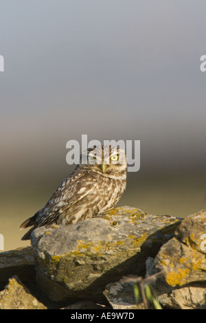 Civetta (Athene noctua) seduti sulla parete Foto Stock