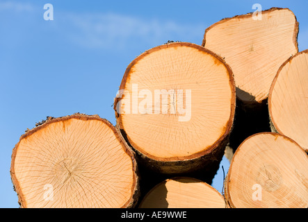 Il taglio giallastro della betulla ( betula ) è un tronchi di betulla, con il cielo blu, in Finlandia Foto Stock