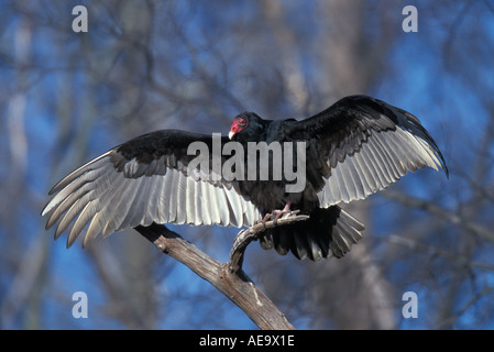 La Turchia Vulture a prendere il sole, DE, STATI UNITI D'AMERICA Foto Stock