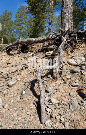 Pino isolato ( Pinus sylvestris ) radici esposte a causa di erosione su terreno di ghiaia, Finlandia Foto Stock