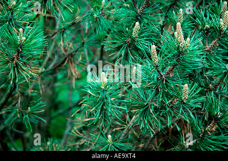 Pino Serbia e Montenegro Foto Stock