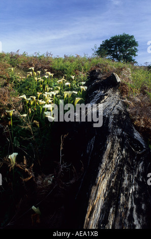 Arum Gigli lungo un decadimento log Foto Stock